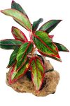 The Four Seasons Aglaonema Siam Lipstick Red Natural Live Plant In Nursery Pot