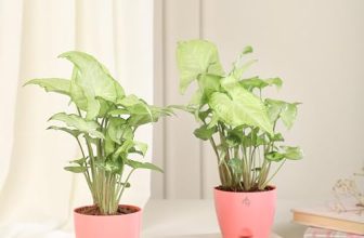 Nurturing Green® Naughty Nysa Plant In Peach Self Watering Plastic Pot (Set Of 2)