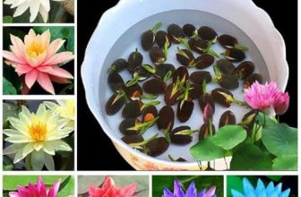 Dhyanexa 100% Germination Lotus Mix Flower Seeds (Pack Of 25 Seeds) – All Mix Color Growing Lotus Kamal Gatta Seed,Home Gardening, Live Water Plant For Pond, Rosary Of Kamalgatta, Makhana Seed