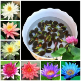 Dhyanexa 100% Germination Lotus Mix Flower Seeds (Pack Of 25 Seeds) – All Mix Color Growing Lotus Kamal Gatta Seed,Home Gardening, Live Water Plant For Pond, Rosary Of Kamalgatta, Makhana Seed