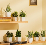 Amazon Basics Artificial Plants | Multi Variety | Durable Plastic | No Maintenance | Ideal For Hassle-Free Decoration | Dimensions: 5 Cm X 13 Cm (Pack Of 8)