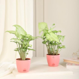 Nurturing Green® Naughty Nysa Plant In Peach Self Watering Plastic Pot (Set Of 2)